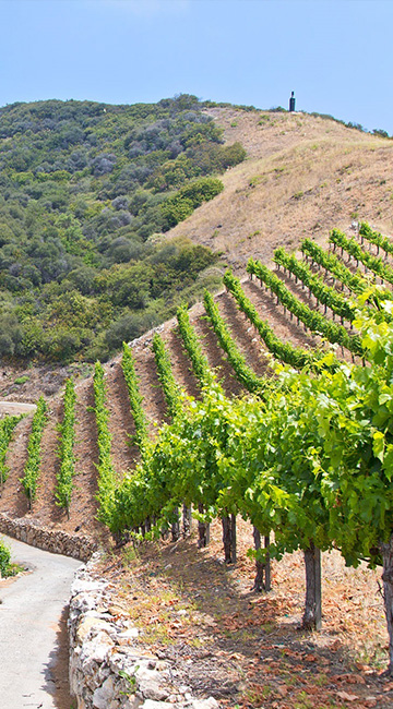 Rosenthal Estate Vineyard with rolling hills and abundant grape vines