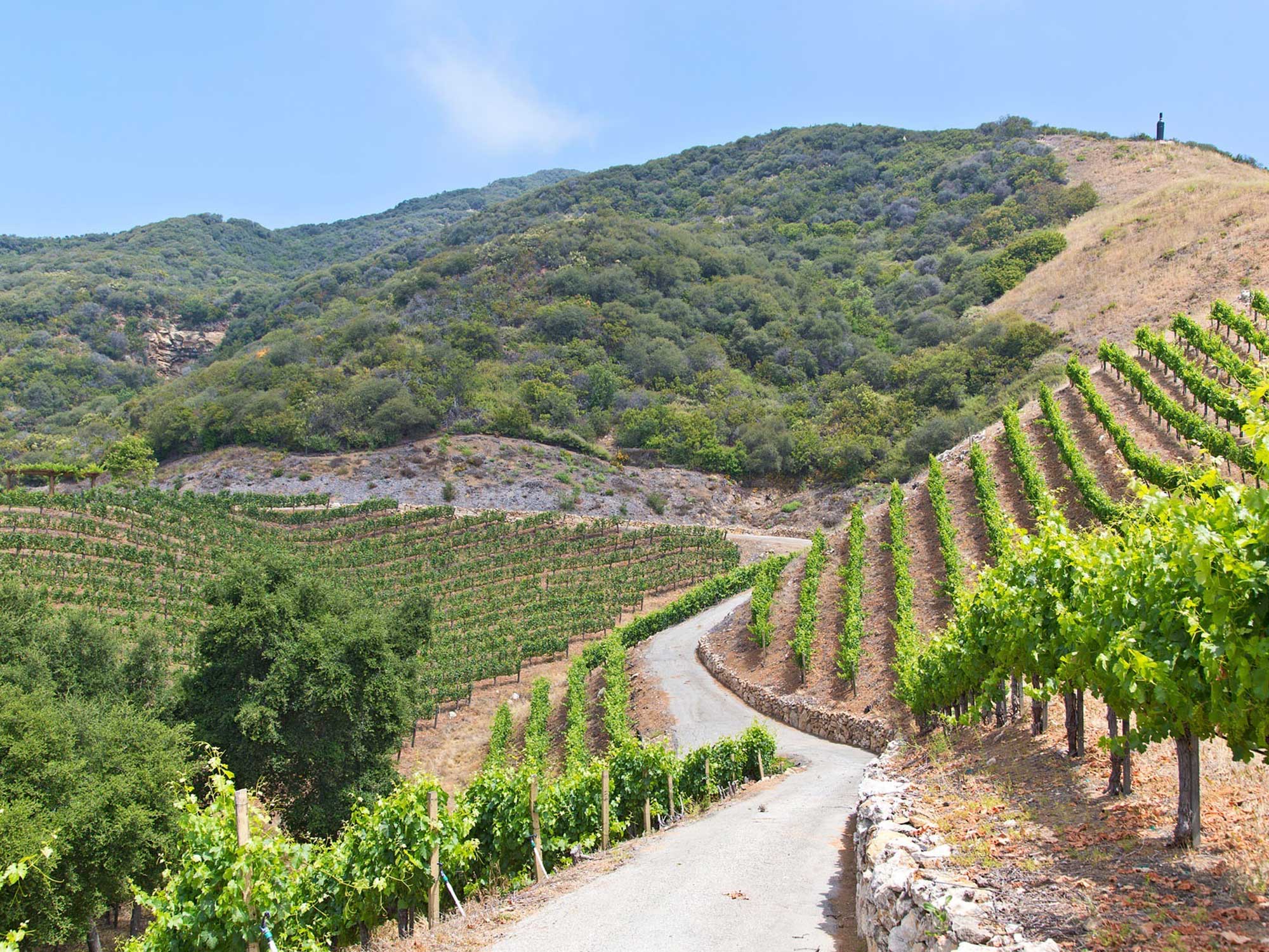 Rosenthal Estate Vineyard with rolling hills and abundant grape vines